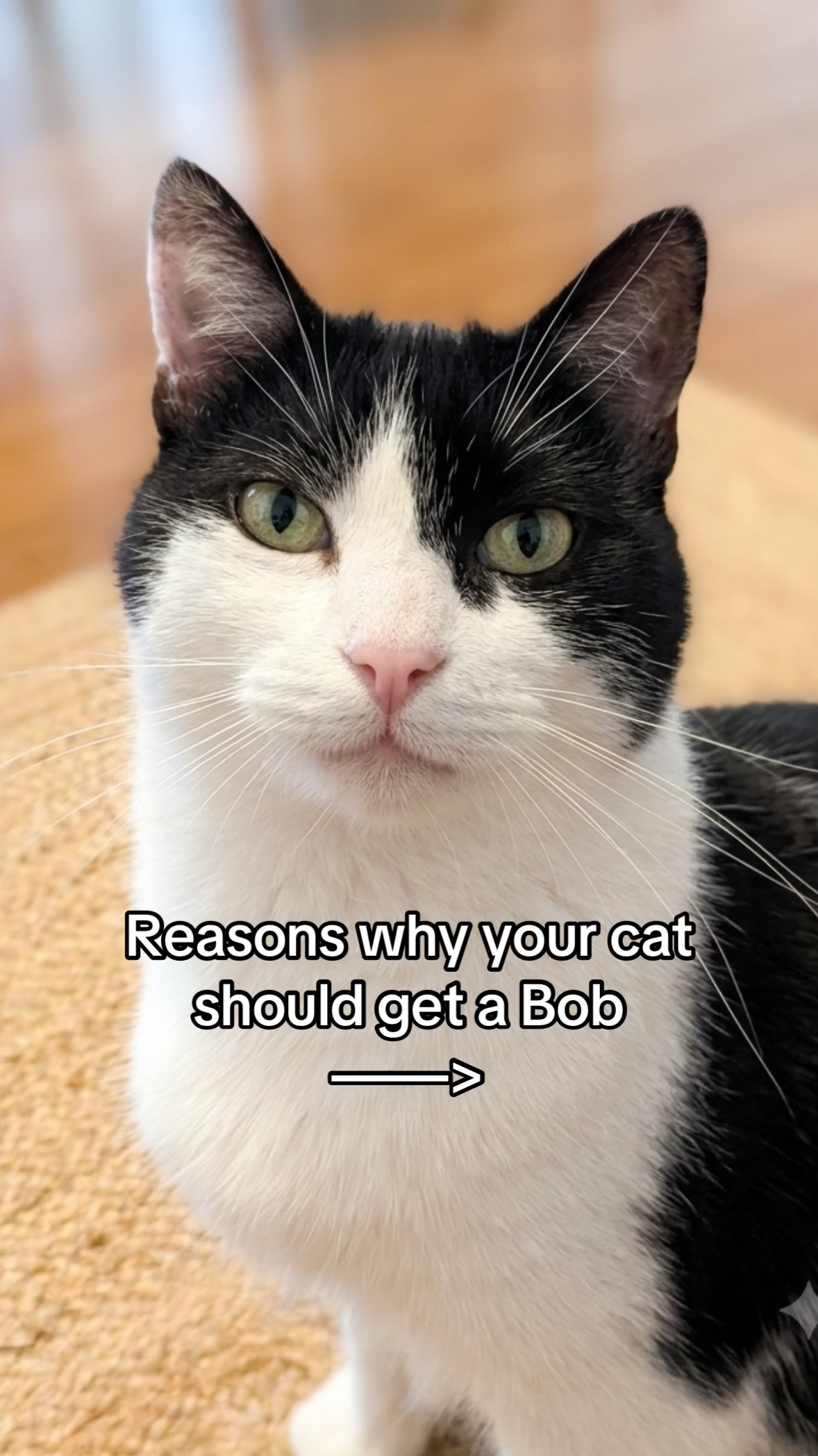 @Kobe the Kitty
