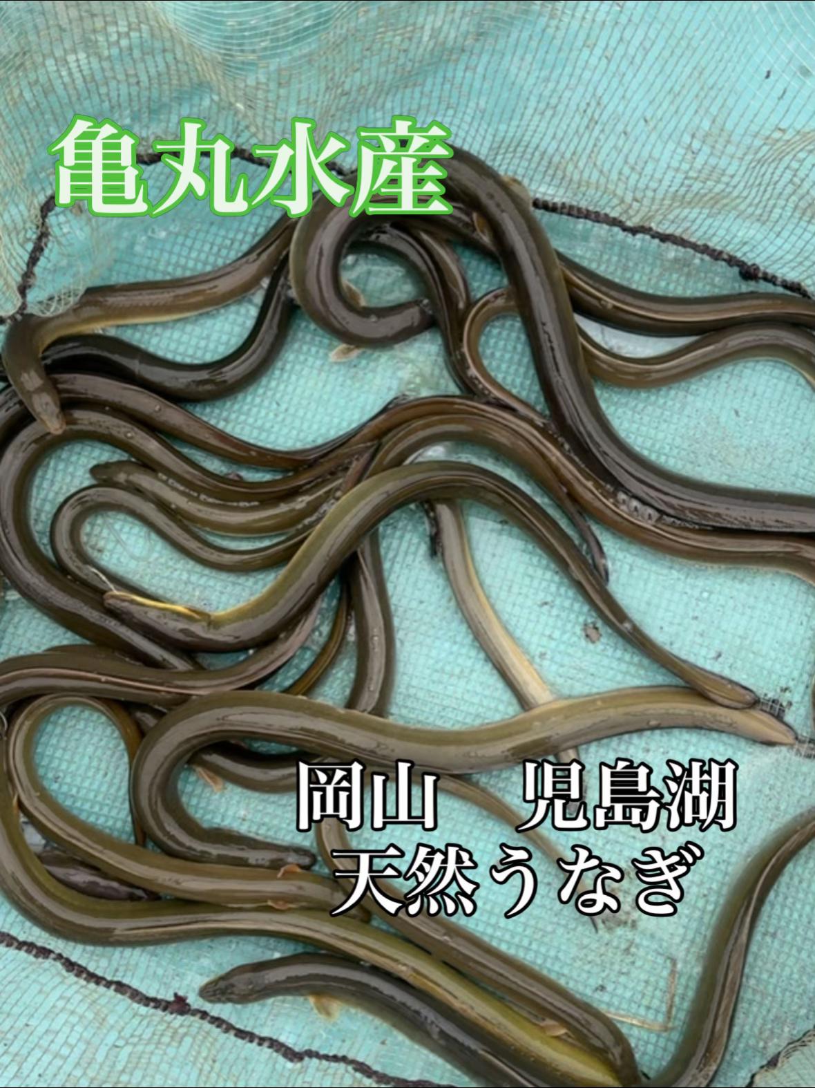 @亀丸水産社長🐢