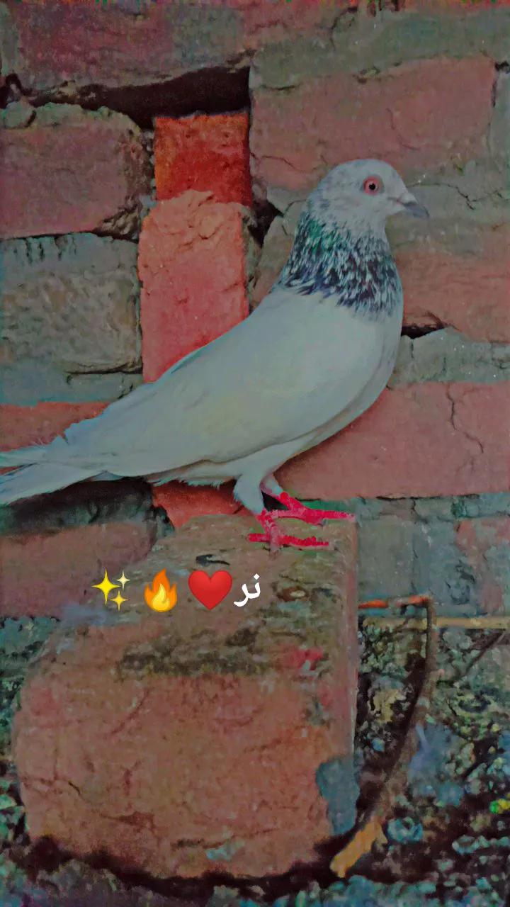 @کبوتر 🕊🕊باز🕊🕊