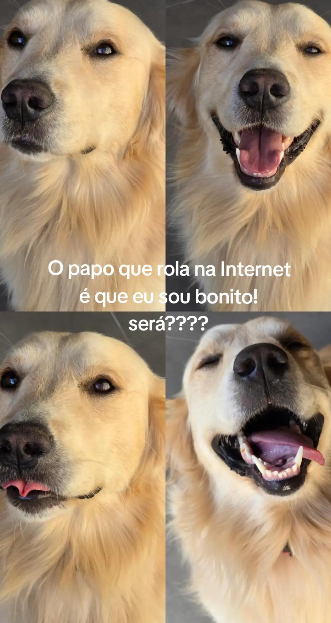 @✨️🐈❤️🐕❤️🐈✨️