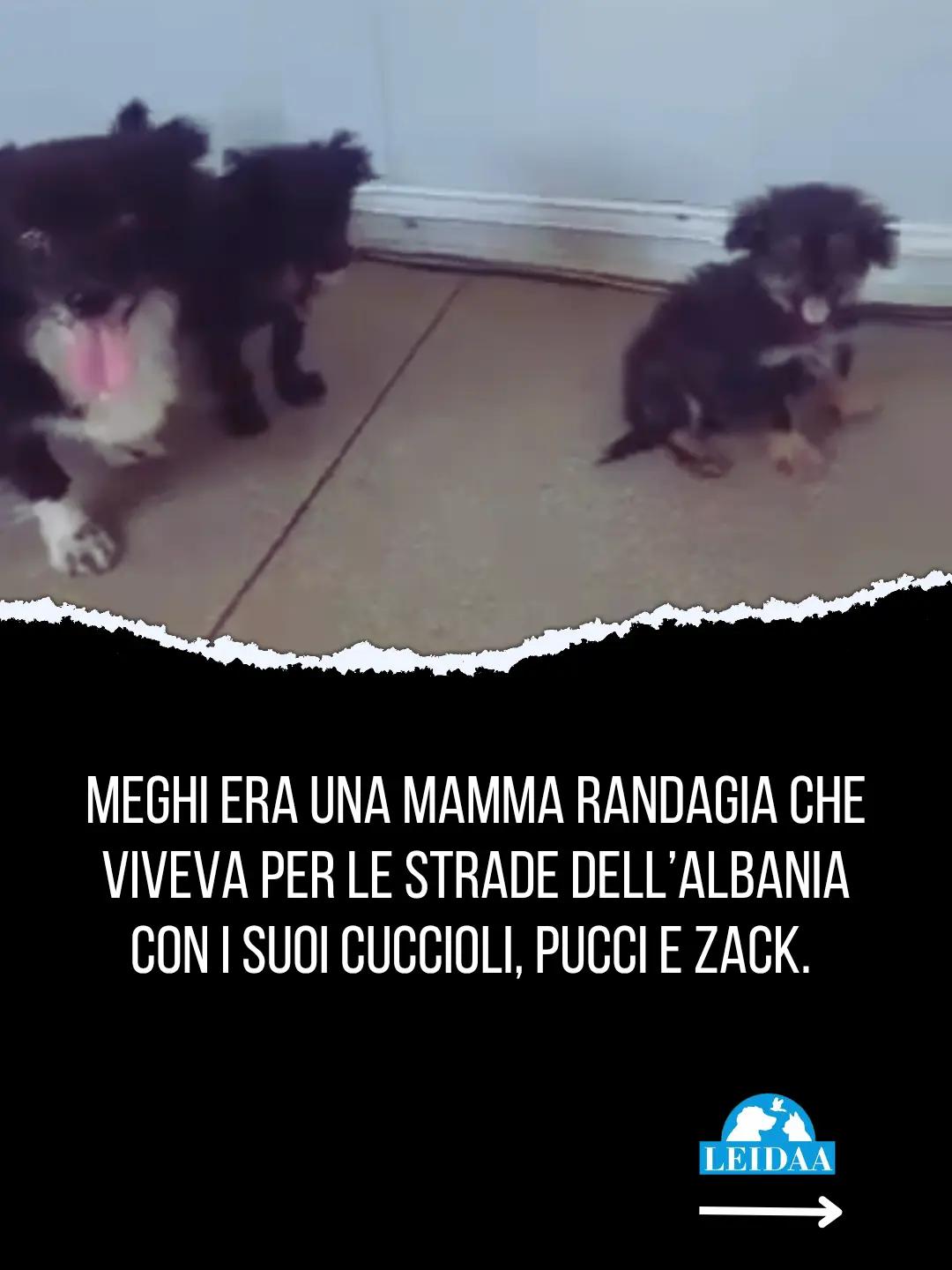 @LEIDAA