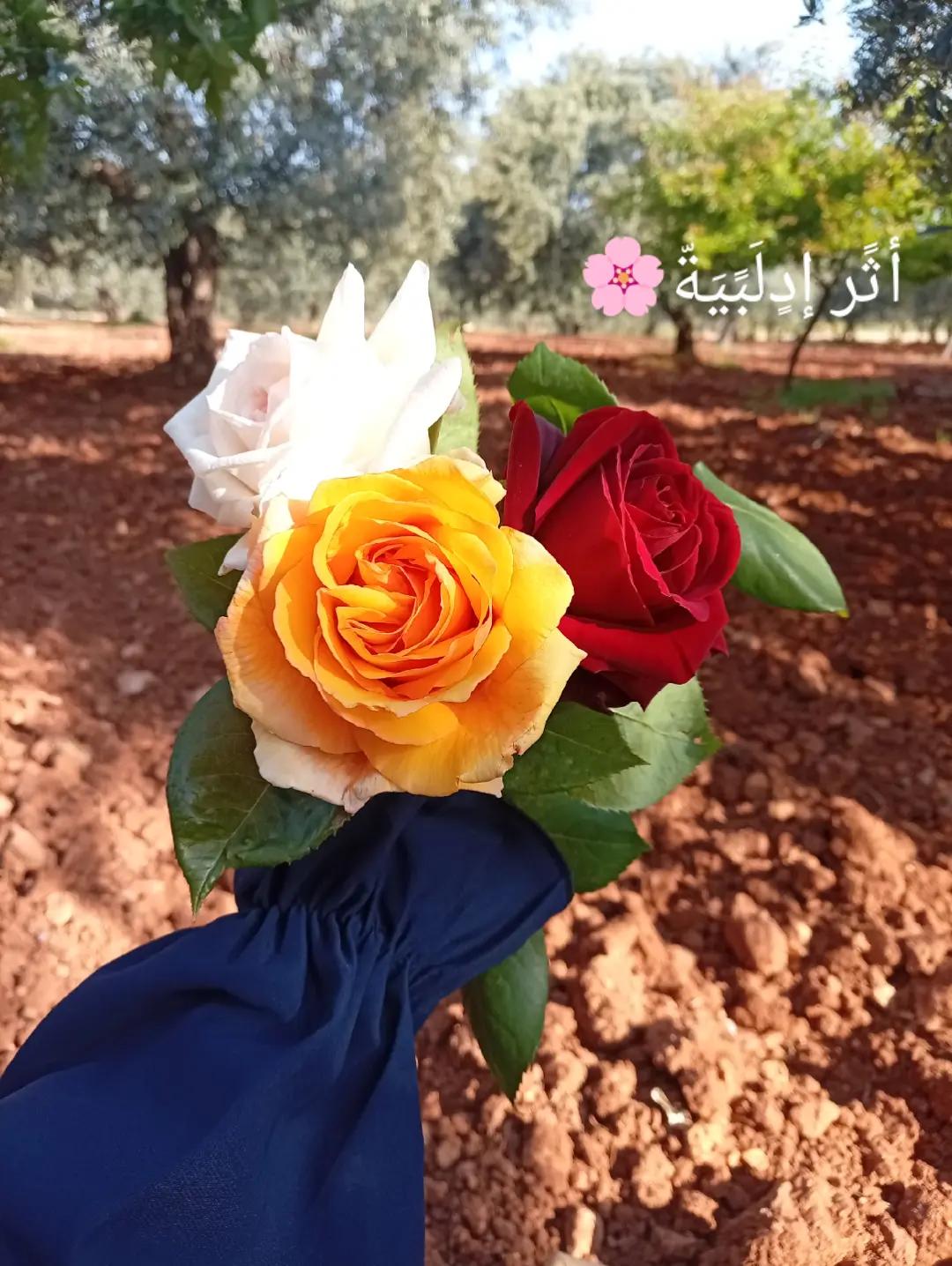 @أثًر  ادلبـﮧَِ💚ۦـية