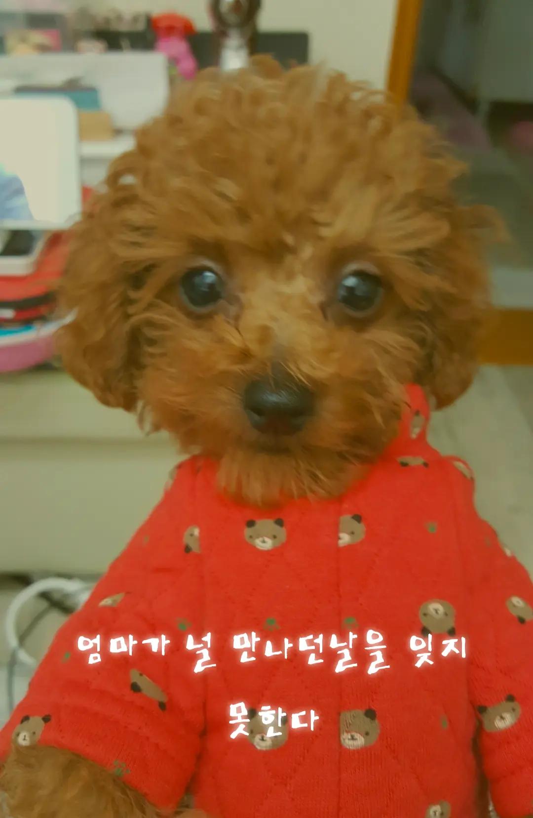 @몽이쒸네~푸들