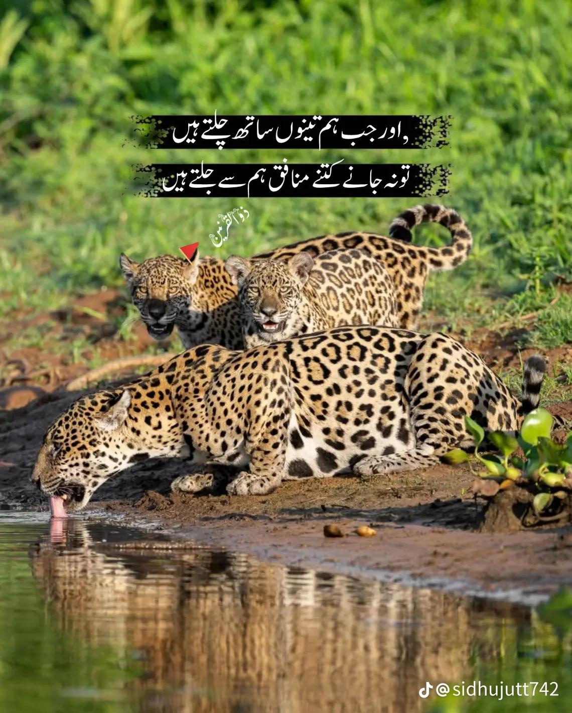 @✨رائے ابوبکر کھرل 🥰🫂