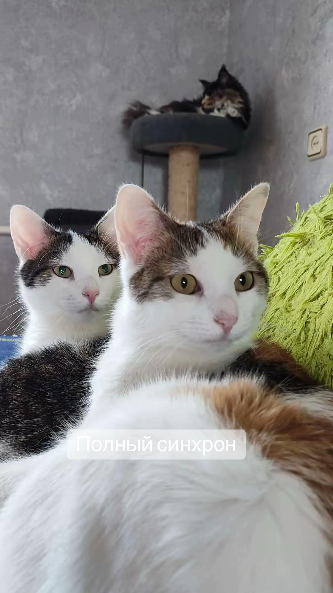 @Оля & Co🐈⬛🐈