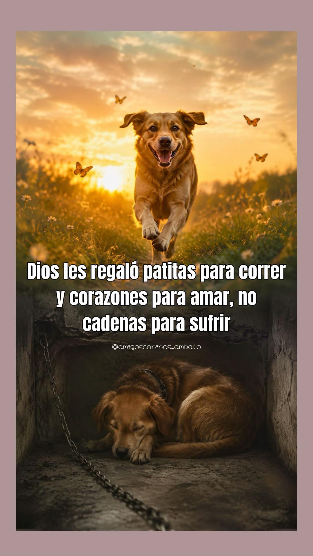 @Amigoscaninos_Ambato