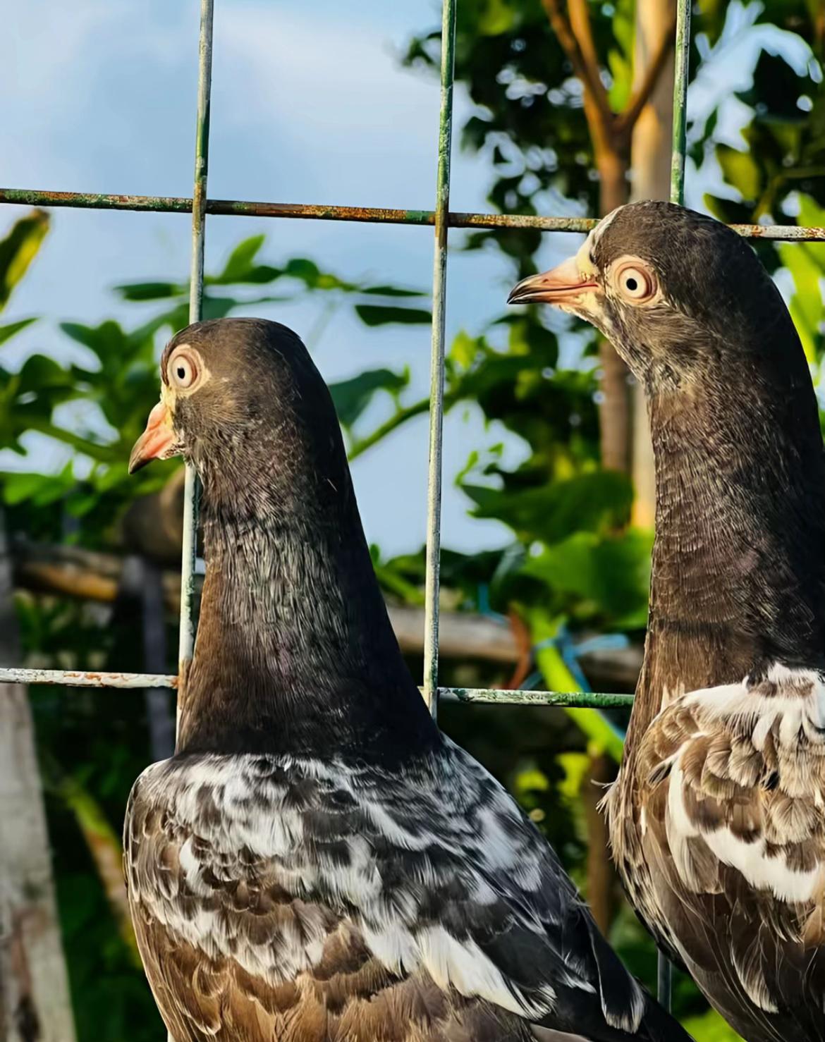 @Royal Birds 🕊️👑