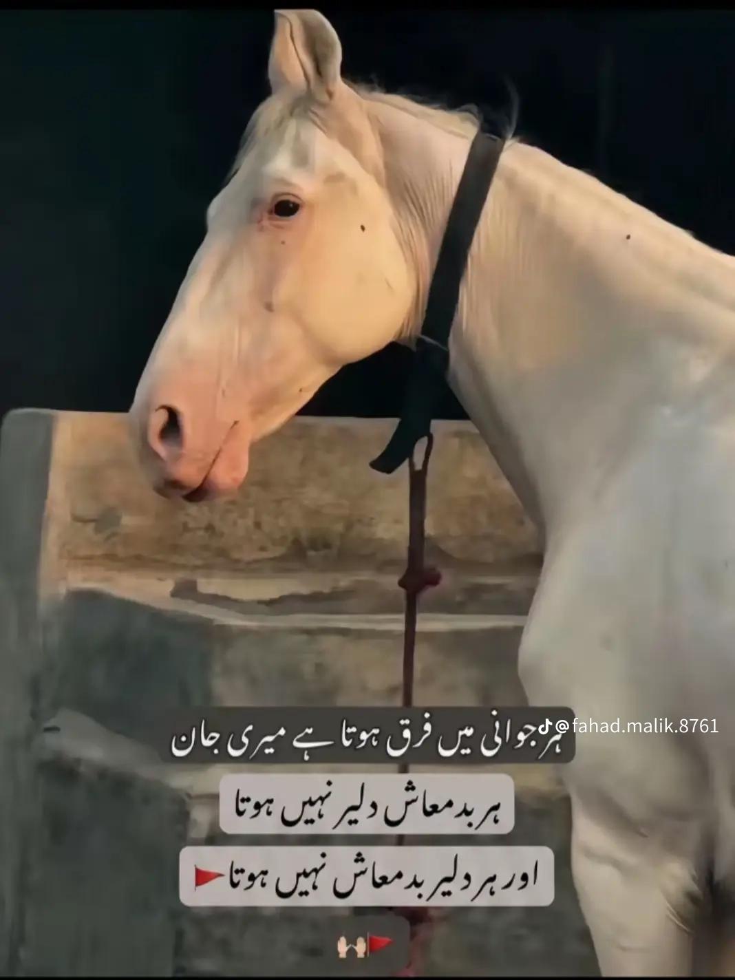 @chandaslam