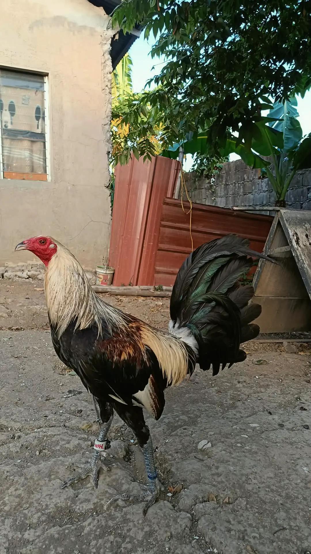 @jbt888 gamefowl