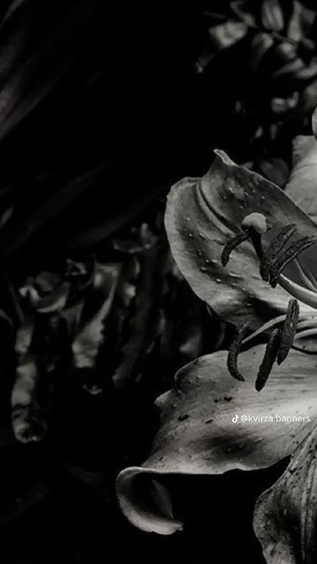 @༺ღ༒𝙴𝚗𝚜_𝙻𝚞𝚟𝚜_𝙻𝚒𝚊𝚖༒ღ༻