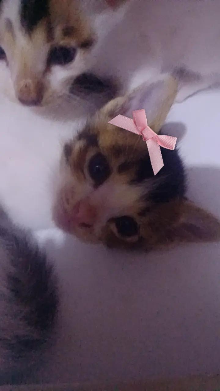 @🍪Miki🐱