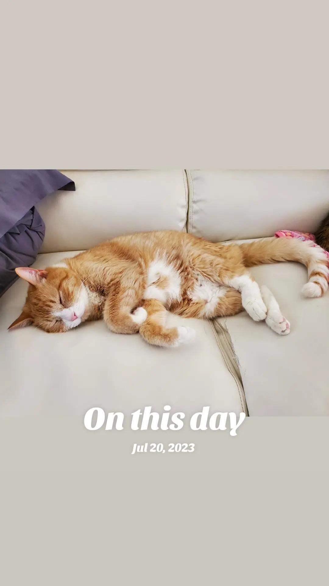 @Kit Kat 🐱🔞💫🐅⚫️🦢