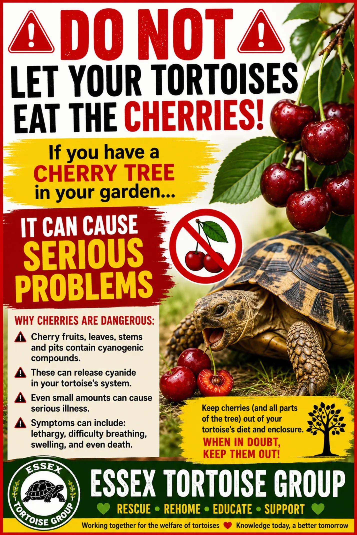 @essex tortoise group