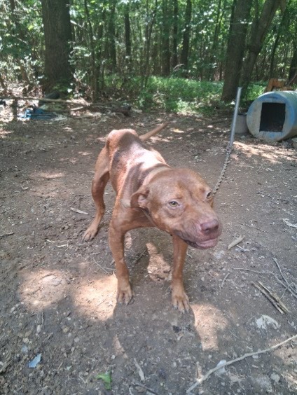 @MoneyTalkKennels