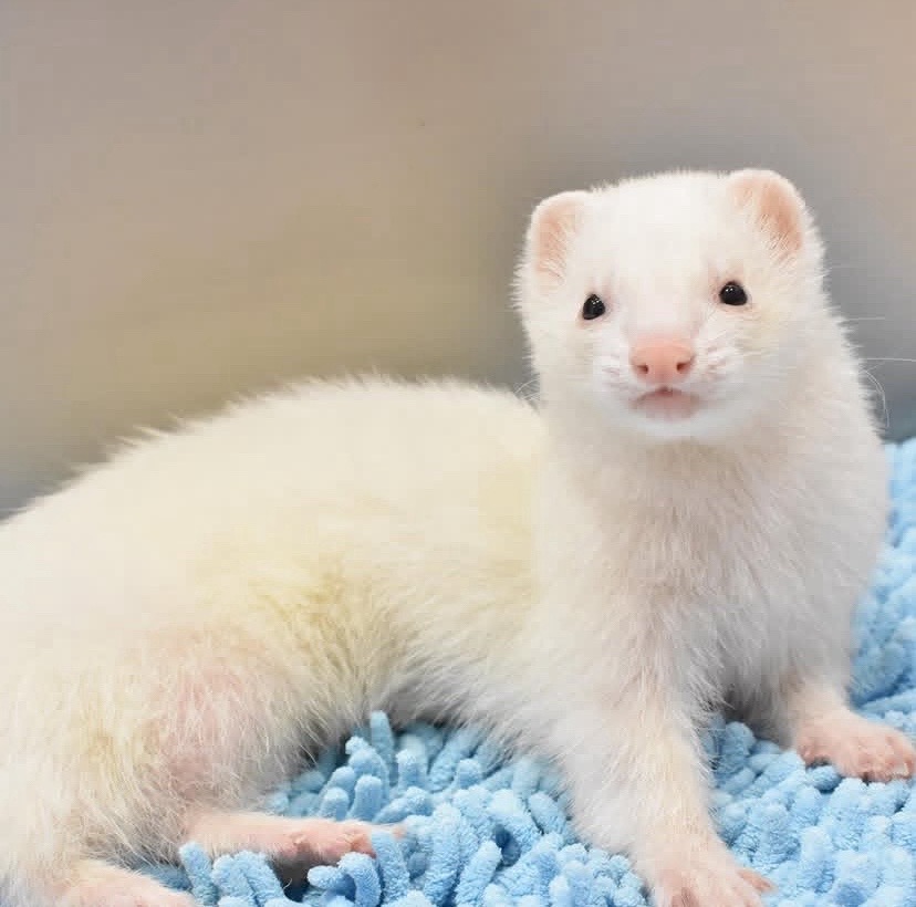 @Little star ferrets