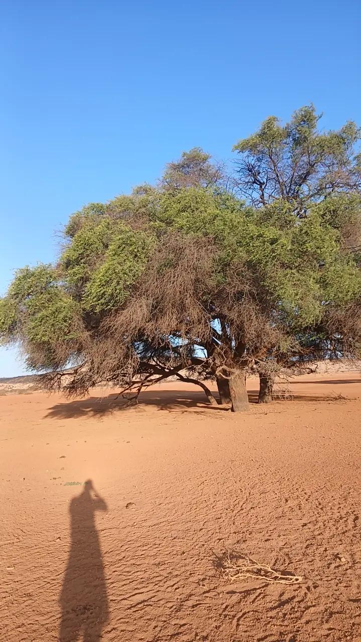 @gorgor sanaaga