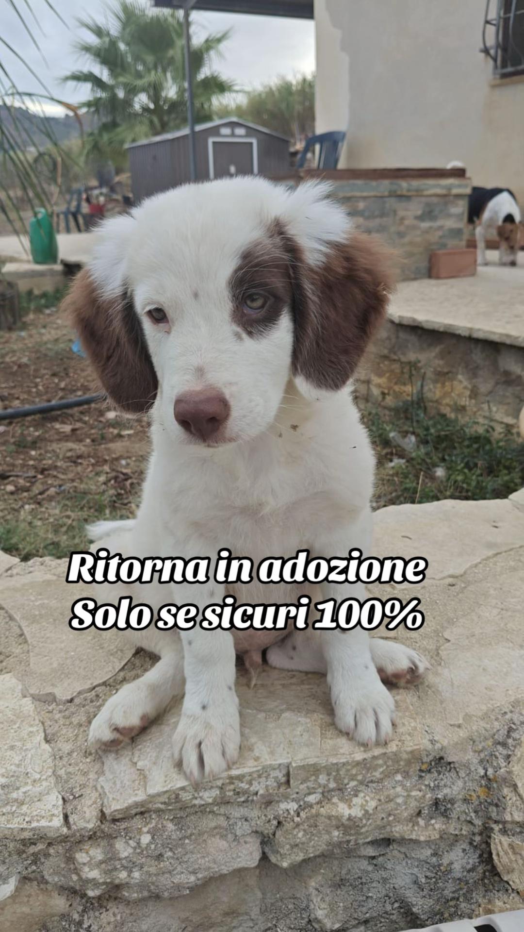 @I randagi di nessuno