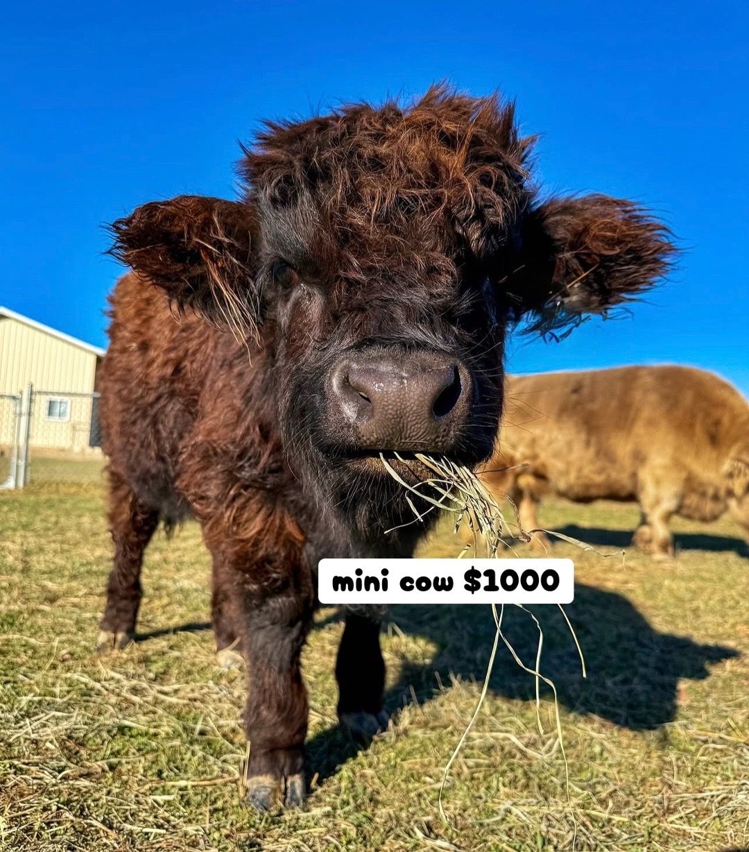 @landycows3