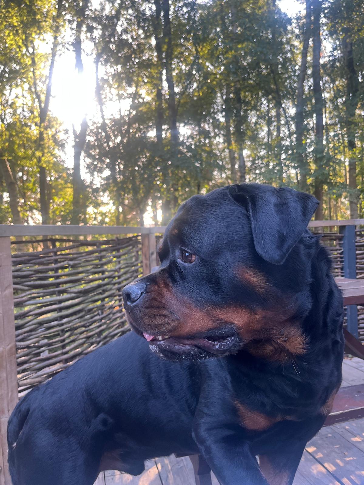 @Reggie the Rott