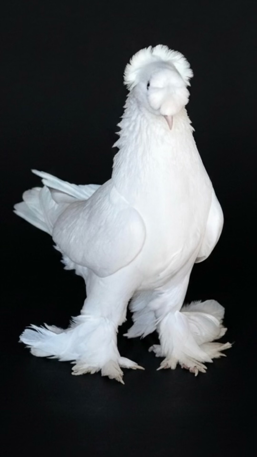 @Ömer