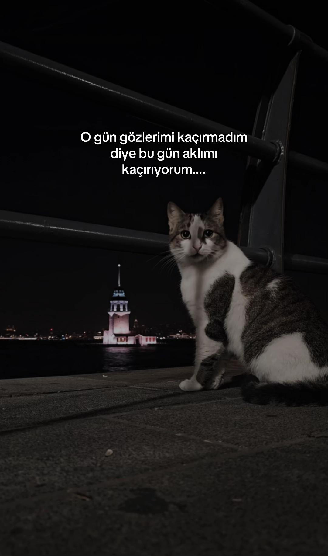 @seviyorgibiydin24