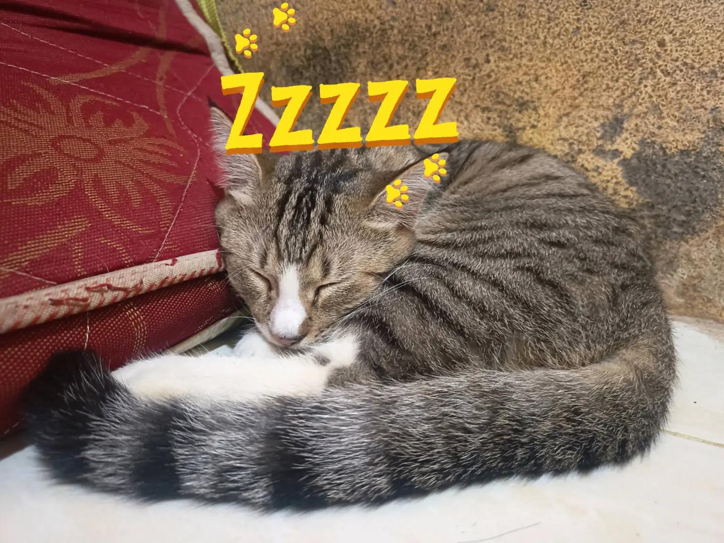 @Medayo Petcare