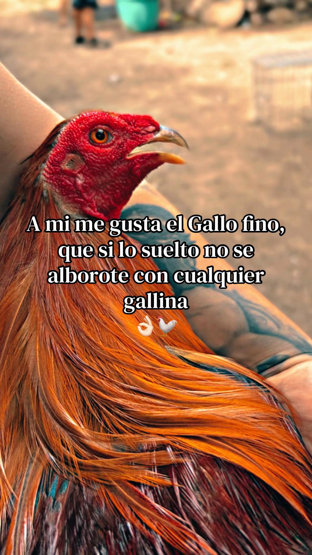 @🐓Gallos2505🐓