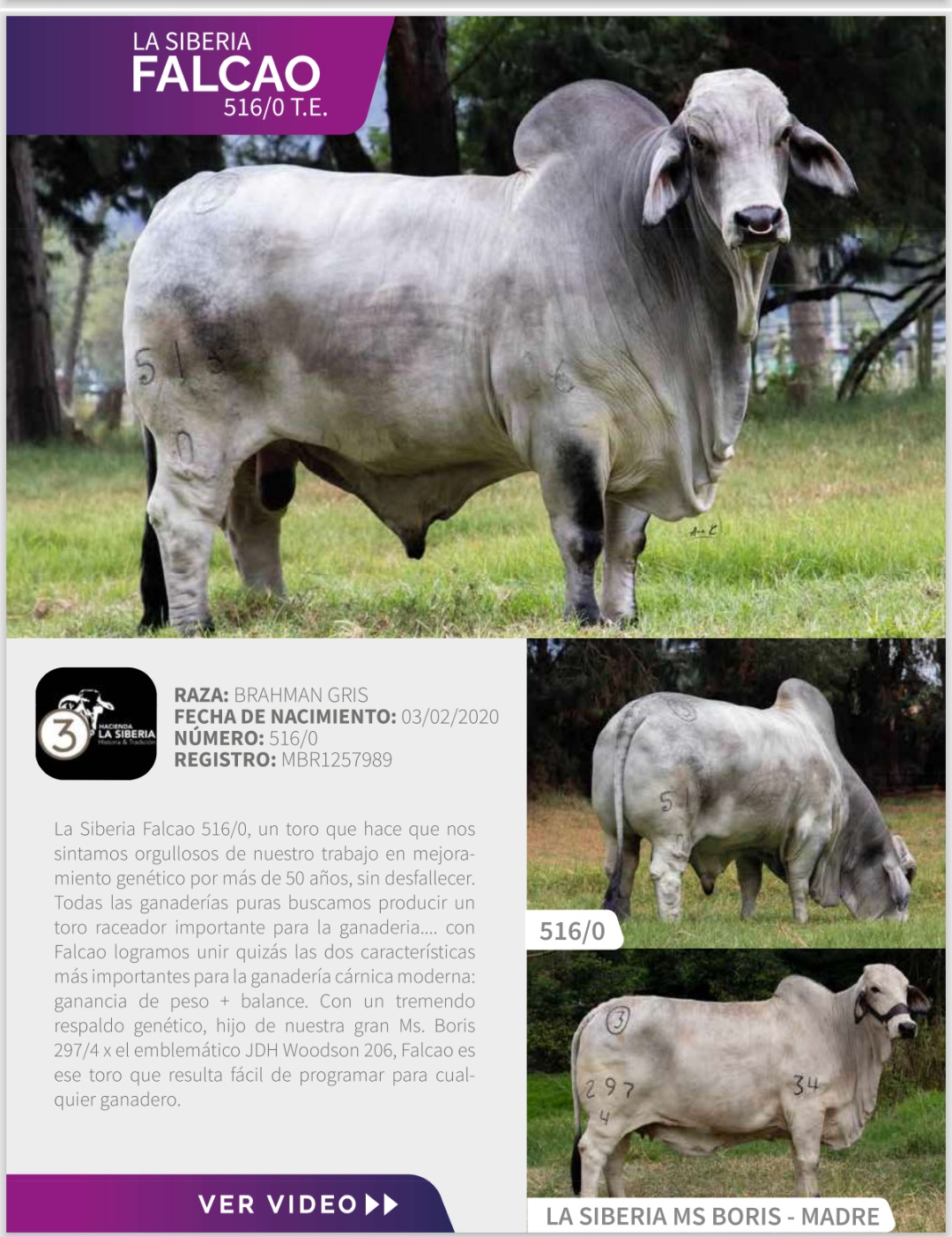 @SEMEX