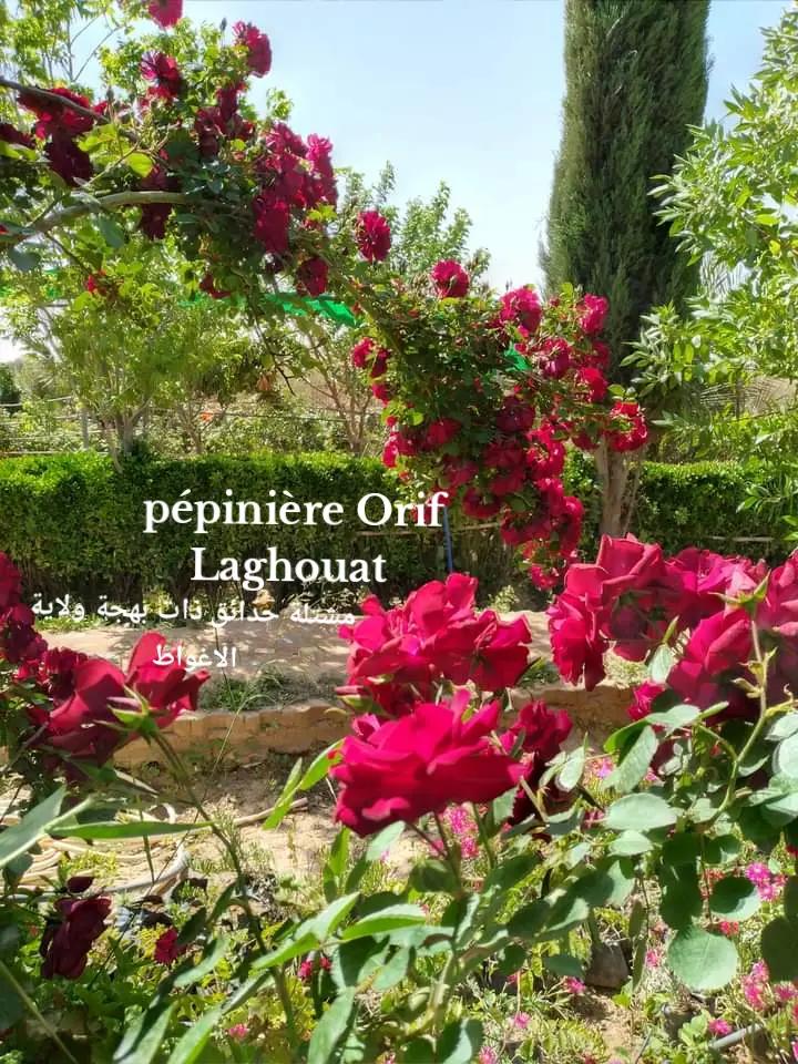@P&eacute;pini&egrave;re ORIF Laghouat