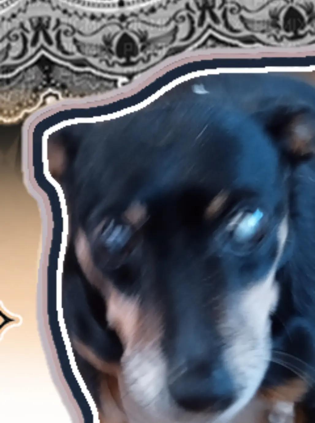 @‧˚꒰ 🐶taz rant🐾୭ ˚. ᵎᵎ