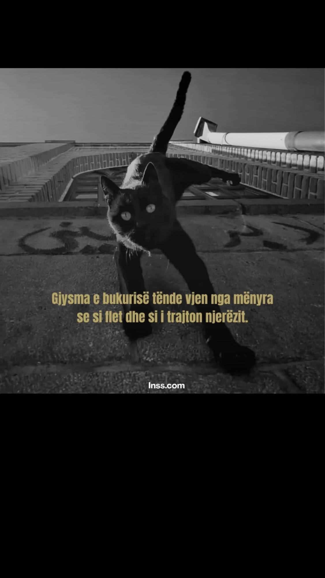 @Vlonjat🇦🇱🥀