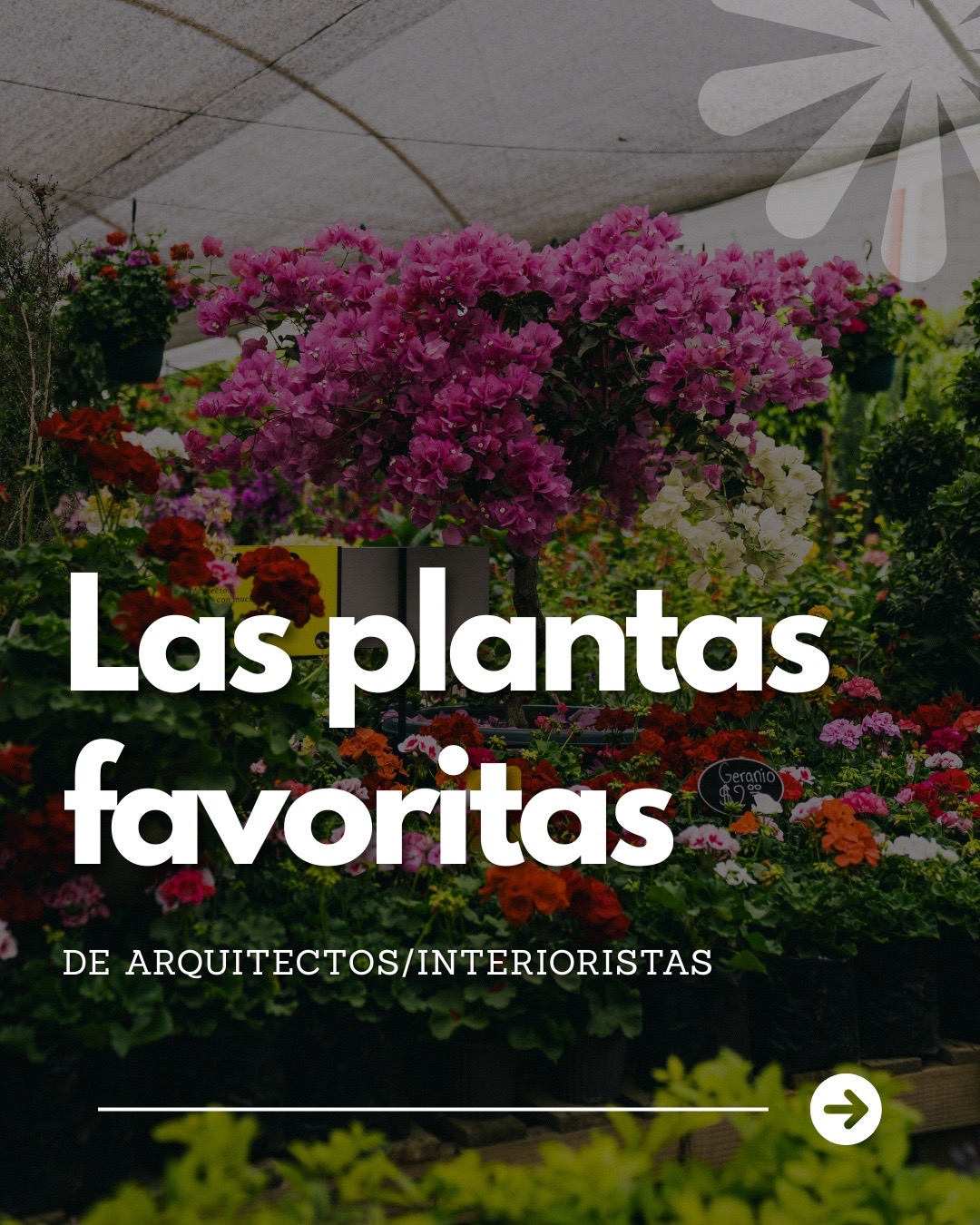 @Macetare Garden Shop Ecuador