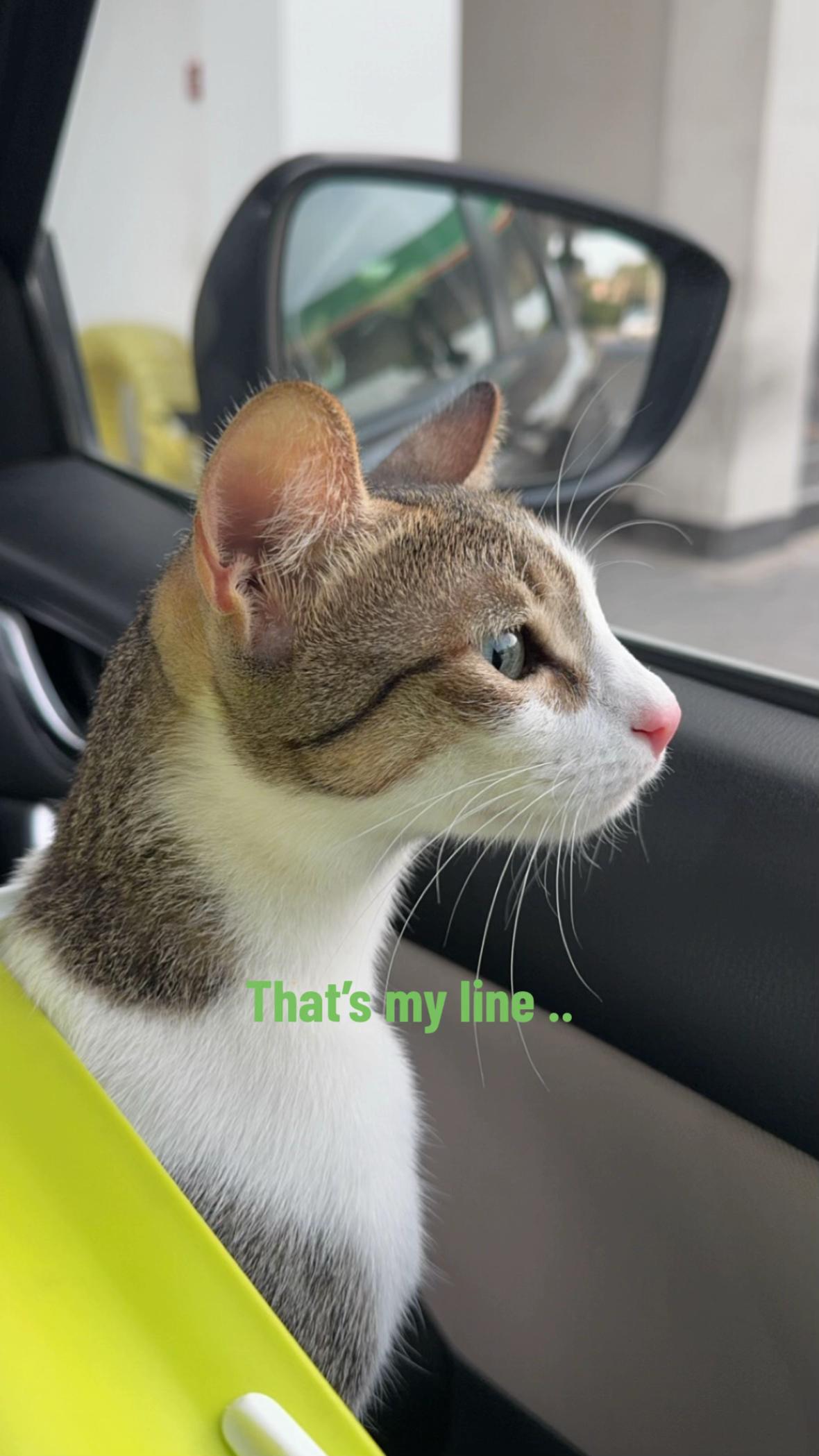 @Mahbooba The Cat