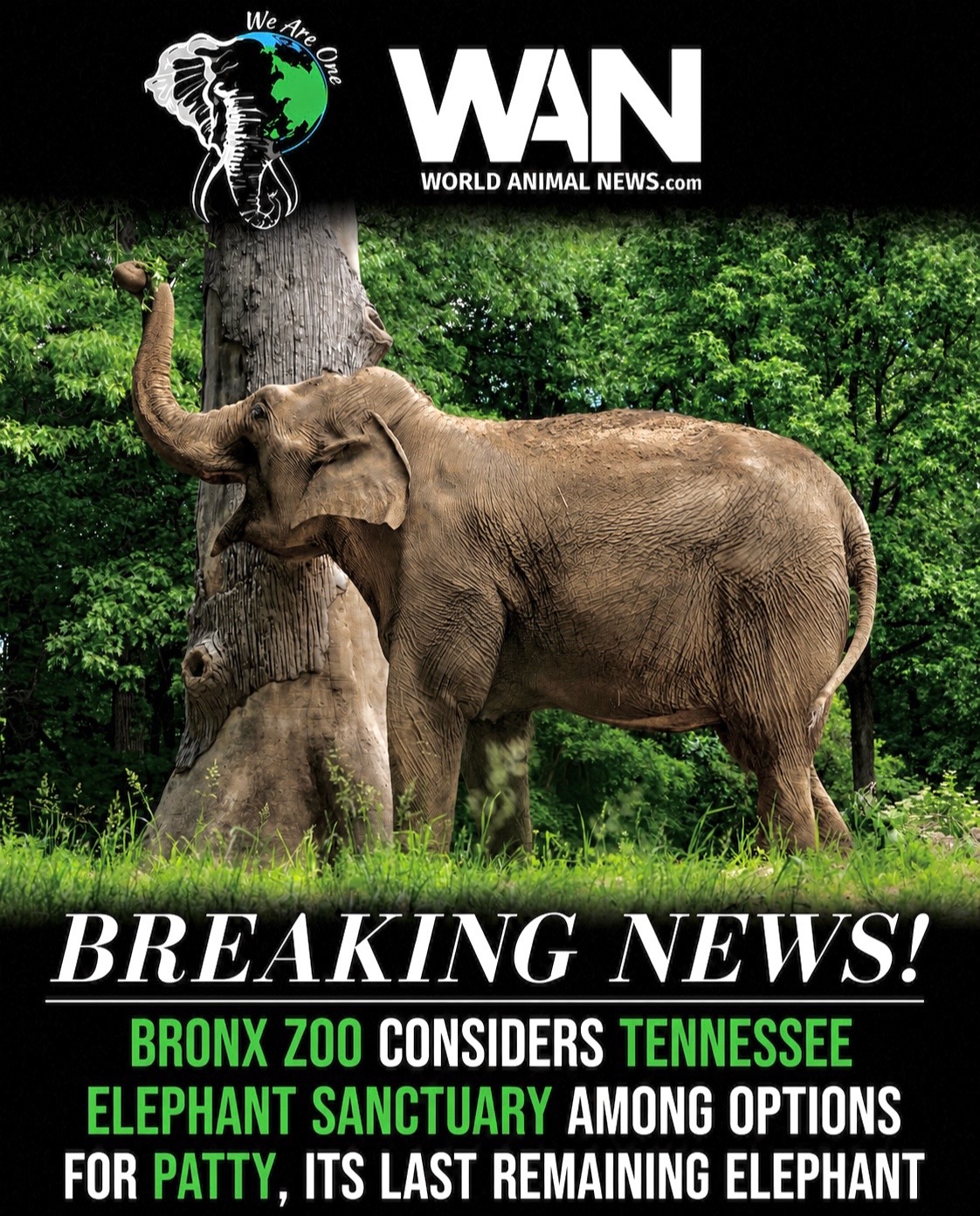 @WAN🐘