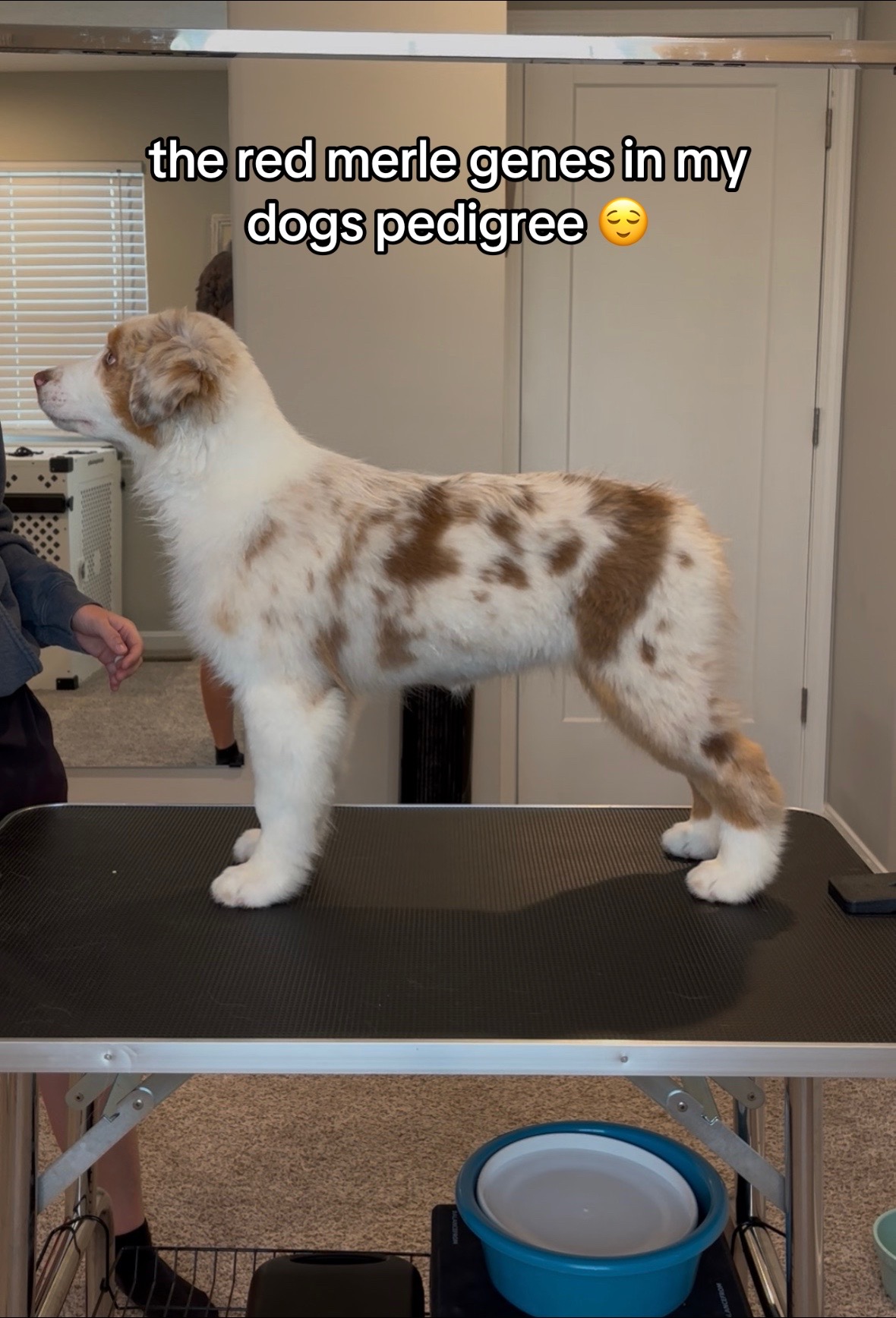 @Beck | Kentucky Dog Trainer