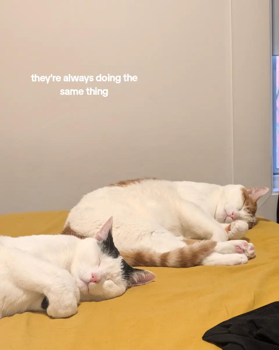 @Levi & Loki