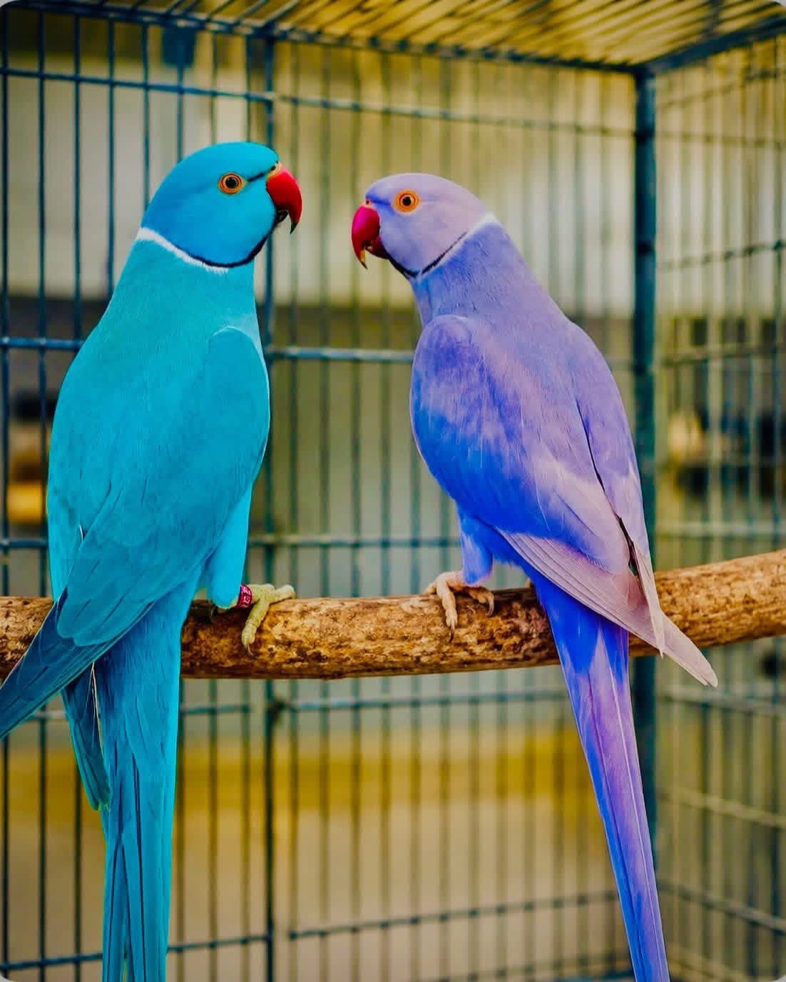 @Ring-necked Parakeets