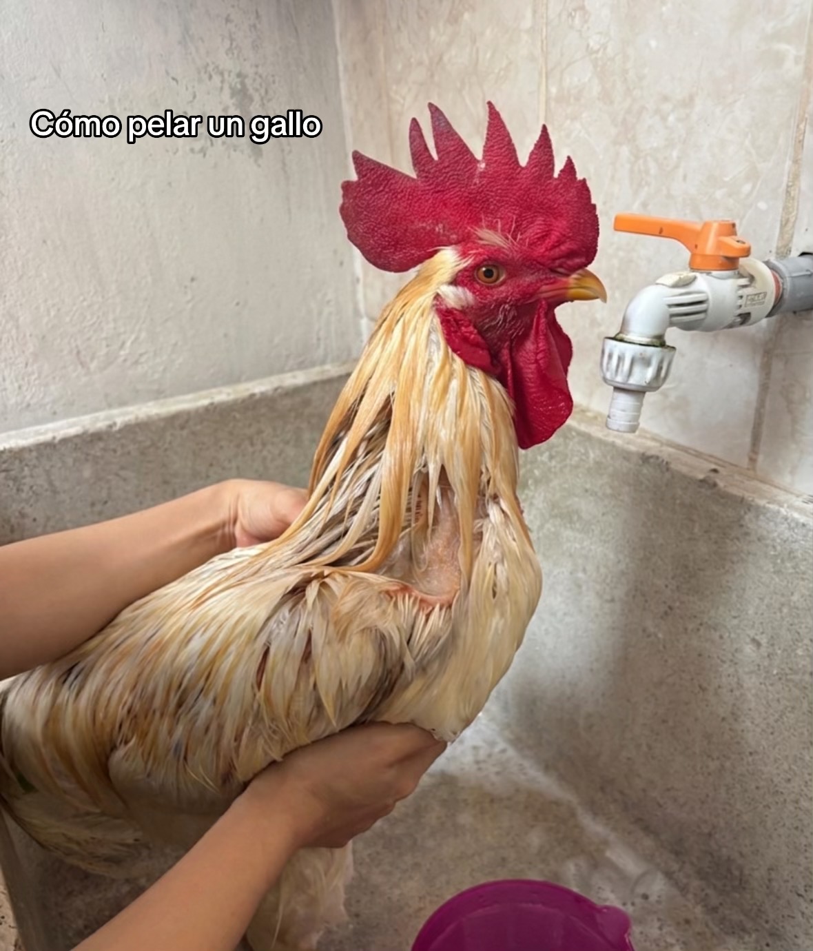 @Cheetos_uwu