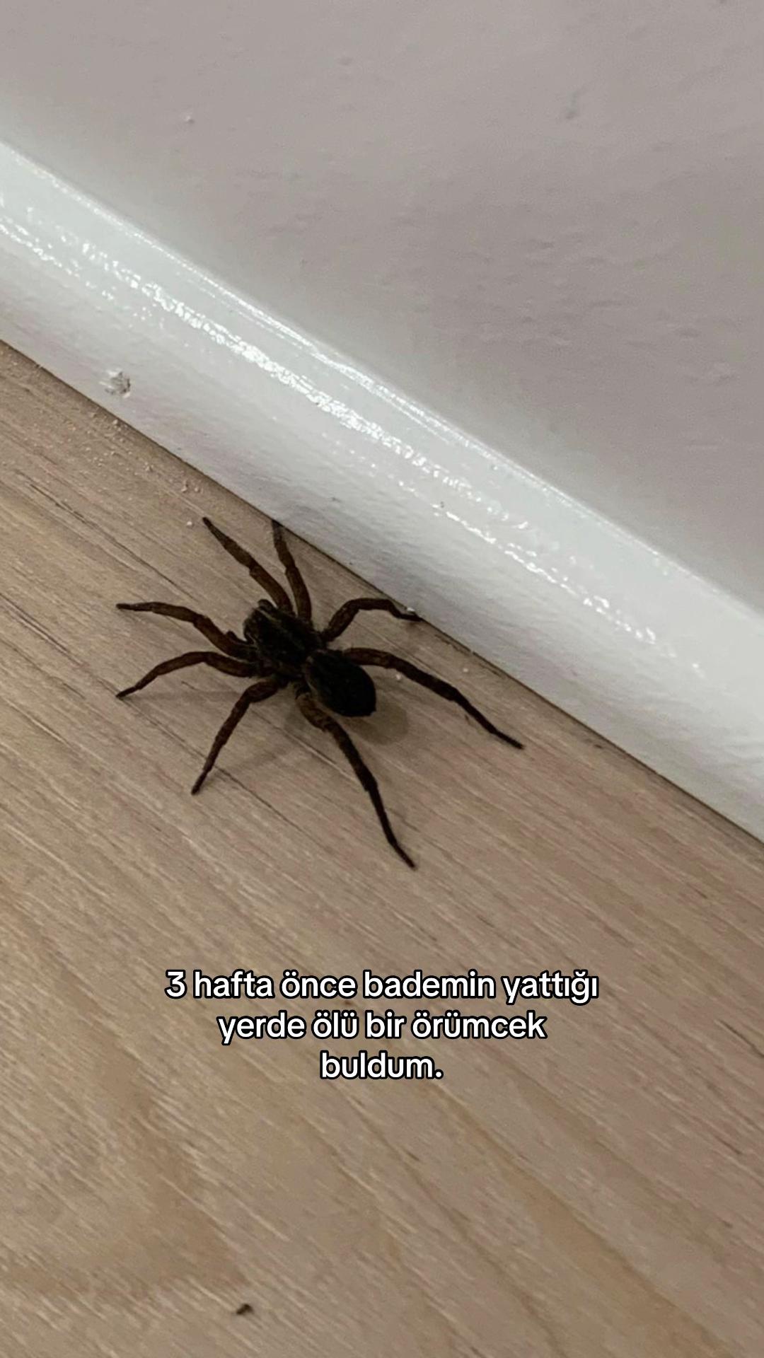 @Meryem Soy