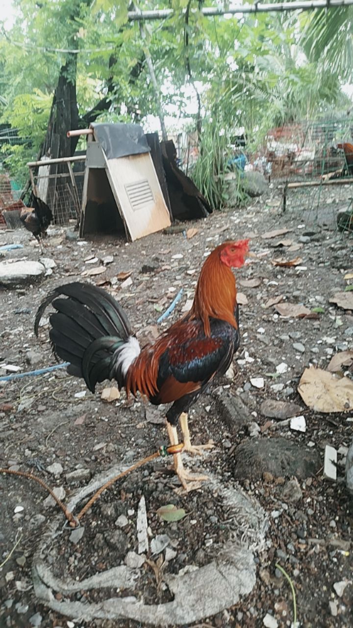 @Mindoreno
