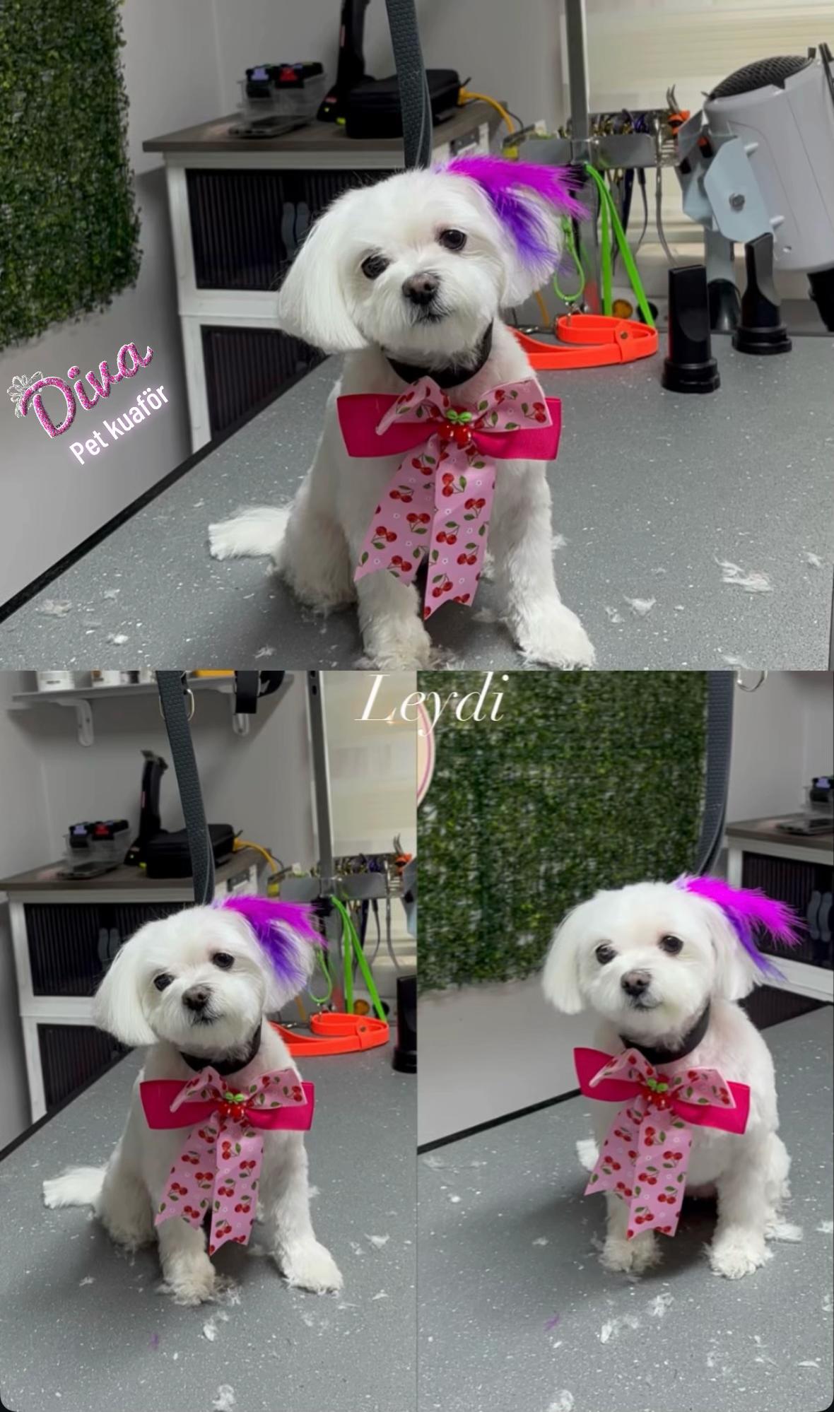 @Diva Pet Kuaf&ouml;r Ankara