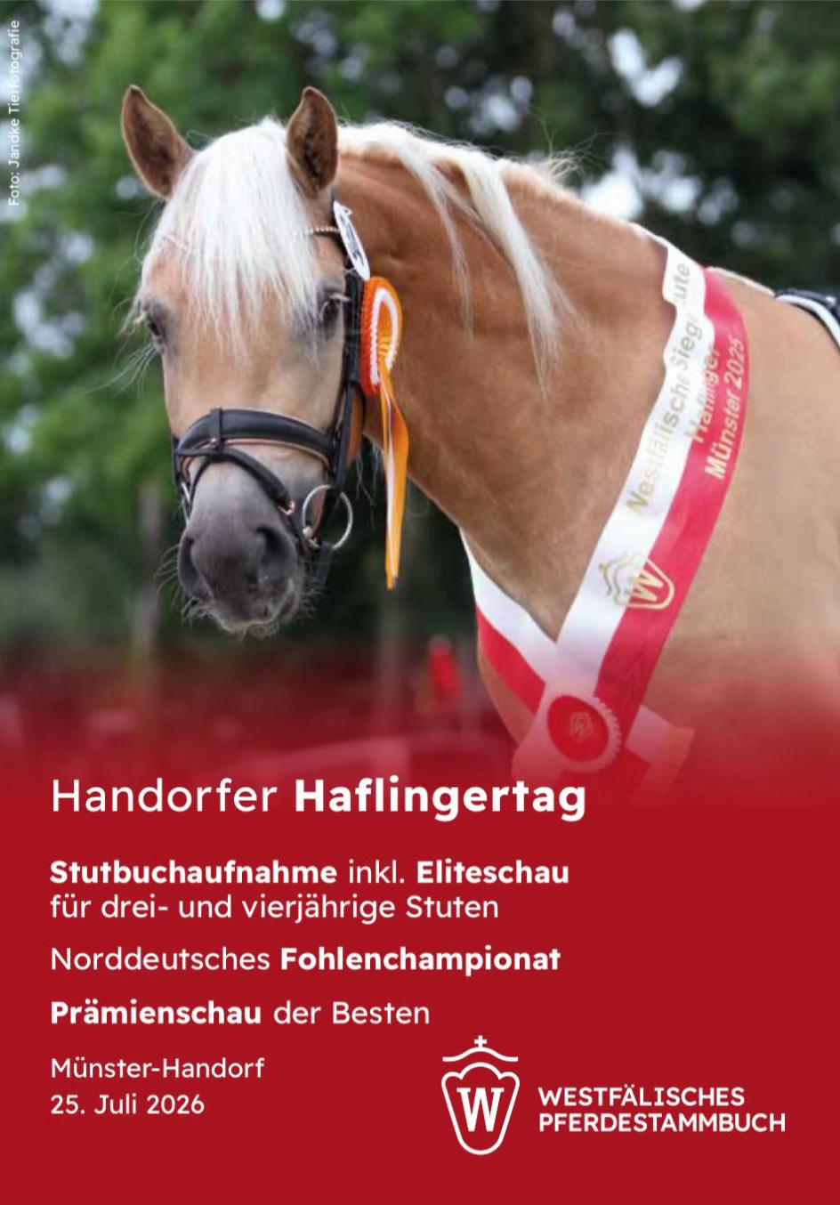 @Westf&auml;lischer Haflingerverein