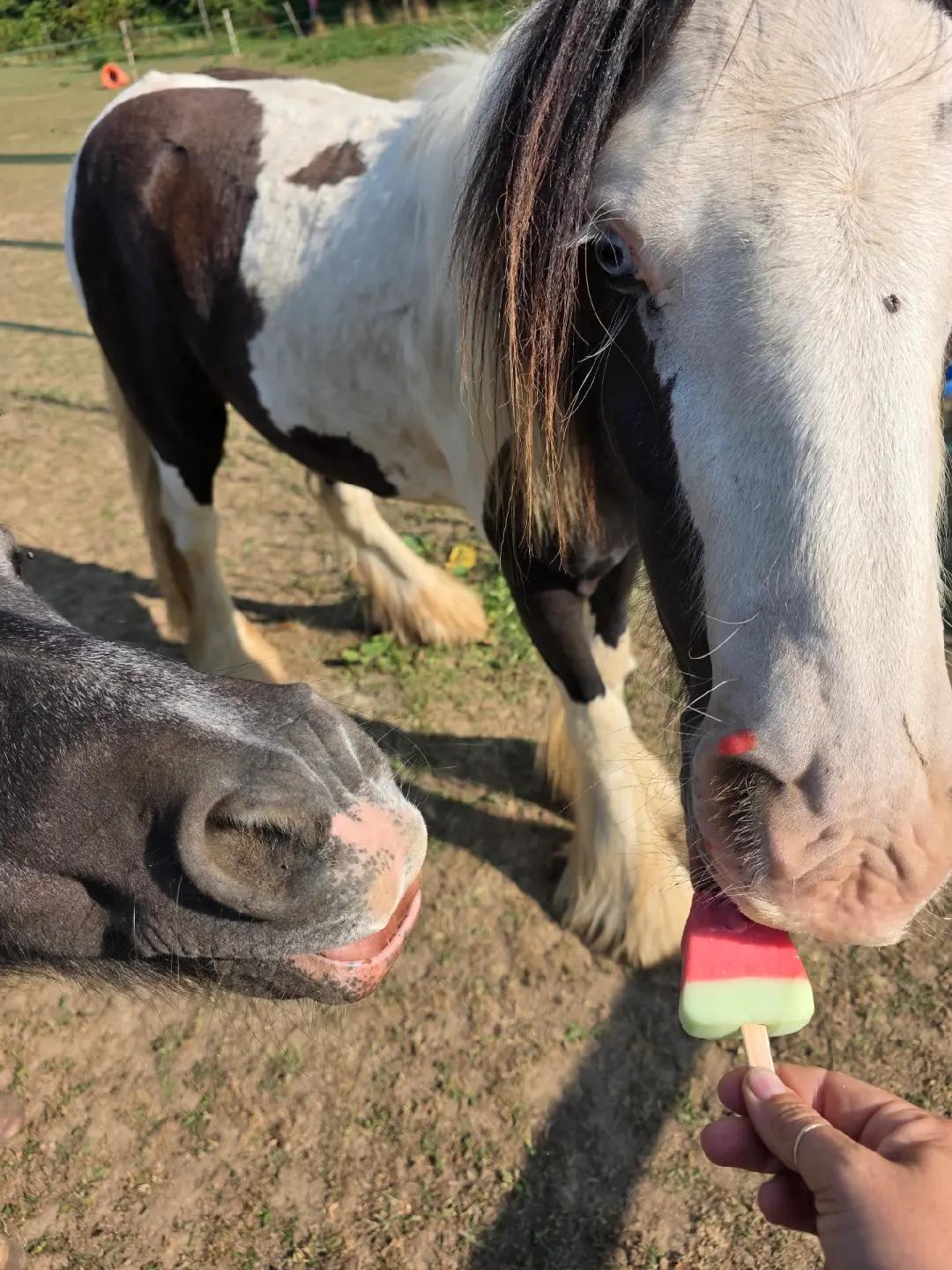 @Miniature horses