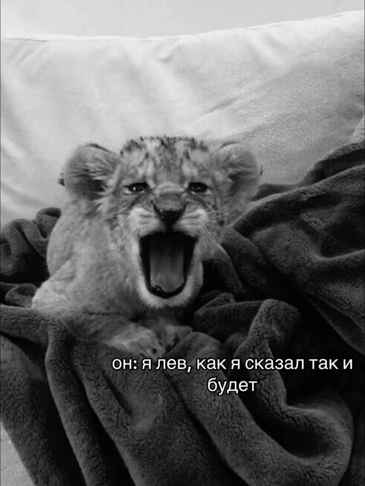 @киса