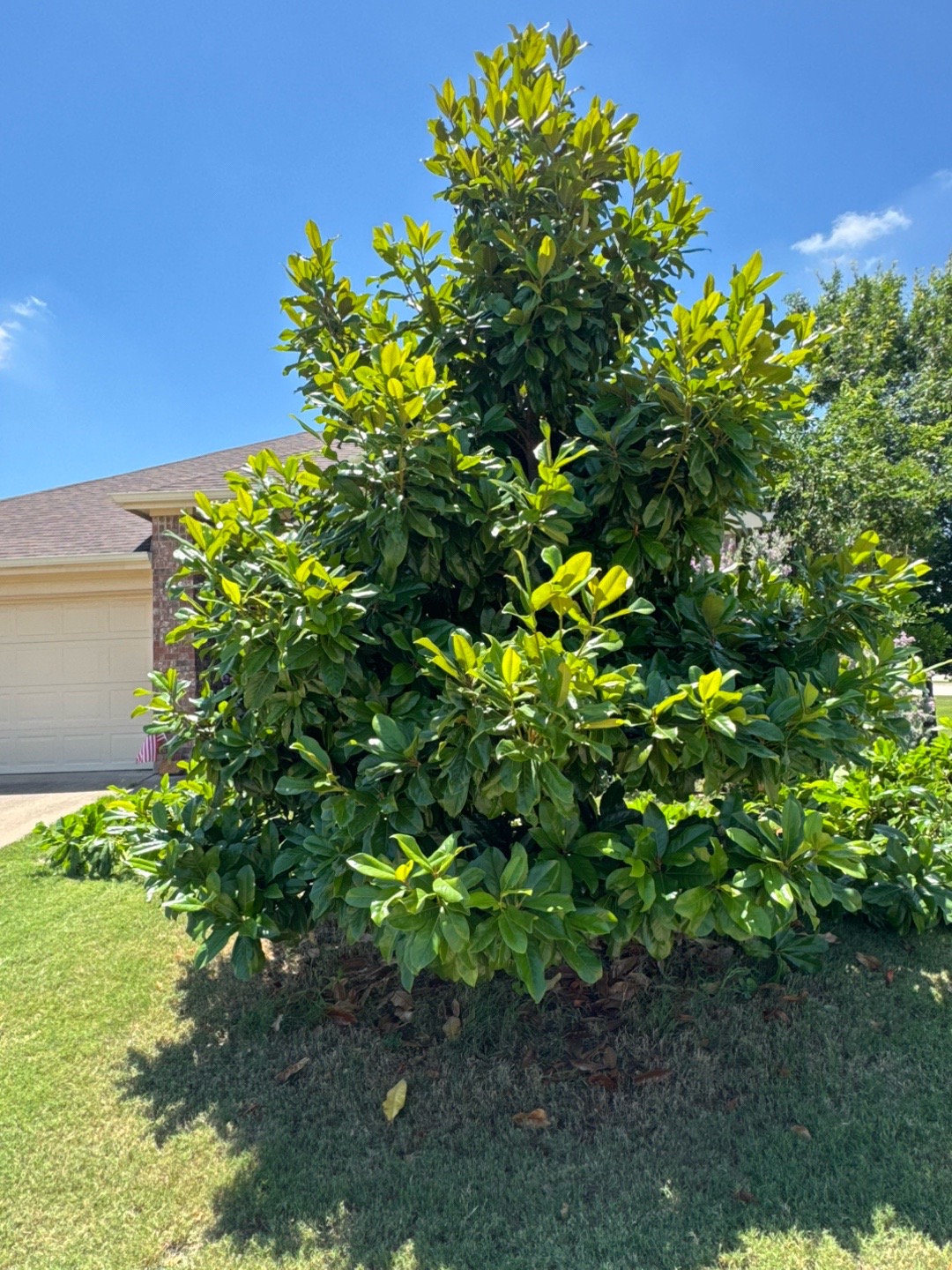 @Live Oak Tree Service