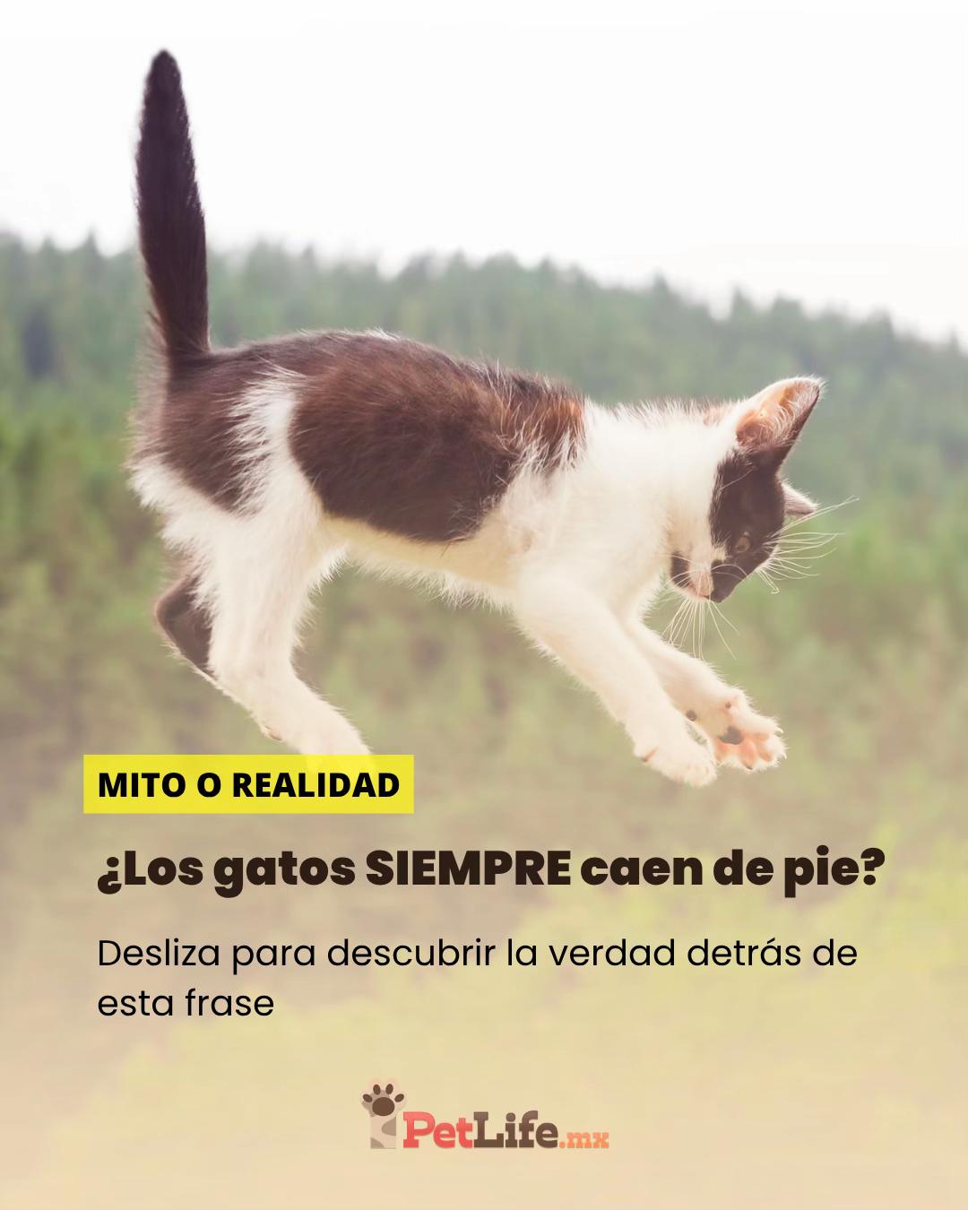 @Petlife