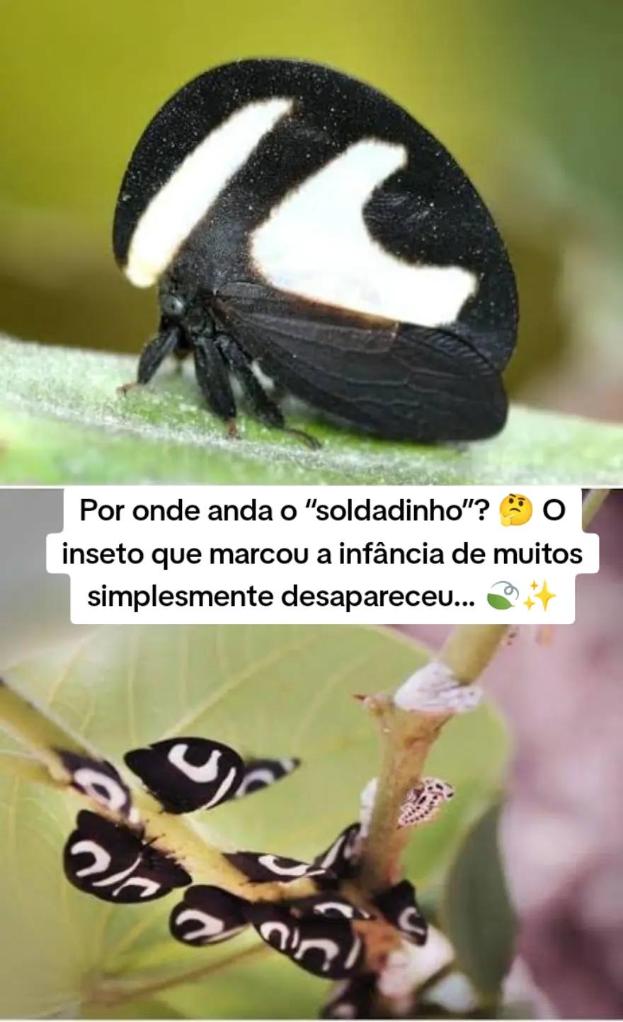 @desbloqueando memórias ☑️