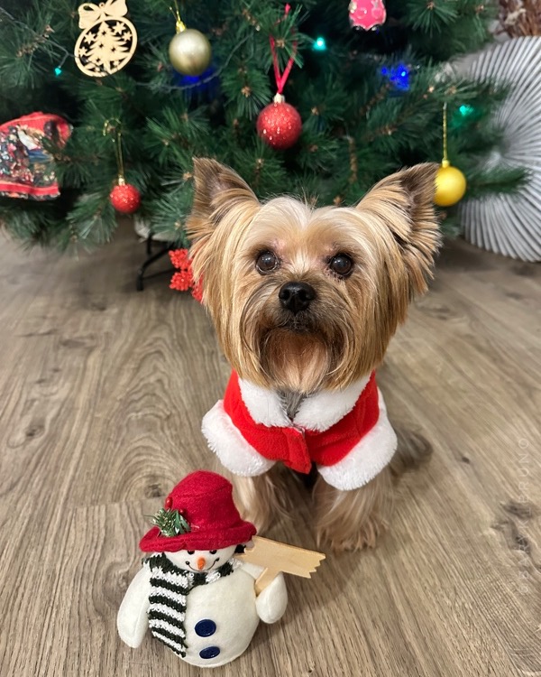 @✨Baryk & Bruno - Yorkies 🌍!