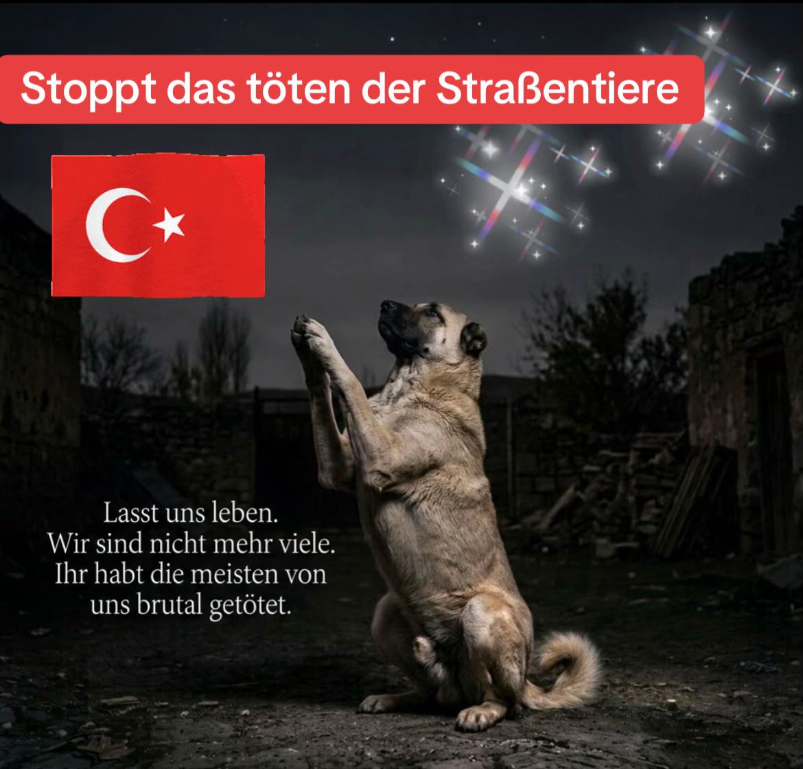 @Lua Team🐈🐕🦺Löwenherz❤️🦁