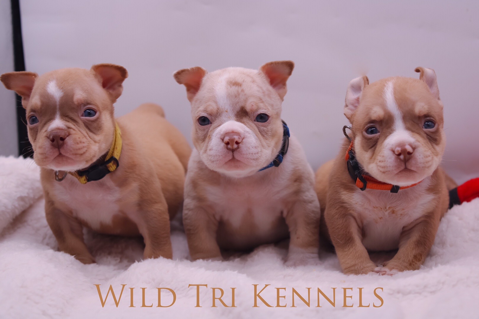 @wildtrikennels